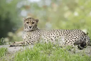 Cheetah (Acinonyx jubatus), captive