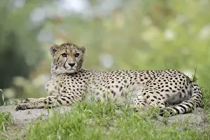 Cheetah (Acinonyx jubatus), captive