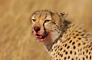 Cheetah (Acinonyx jubatus) Close-up of head