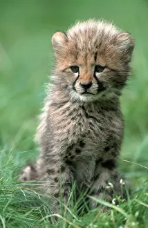 Cheetah (Acinonyx jubatus), cub, 3 months