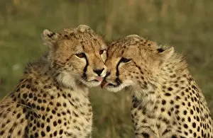 Cheetah (Acinonyx jubatus), cubs licking each other