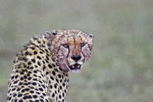 Cheetah (Acinonyx jubatus) after eating in the rain