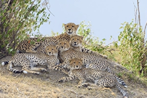 Cheetah (Acinonyx jubatus), female