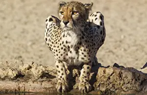 Cheetah (Acinonyx jubatus), female at a waterhole