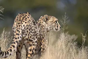 Cheetah (Acinonyx jubatus) at the Field Conservation Centre and Reserve of the Cheetah Conservation Fund (CCF)