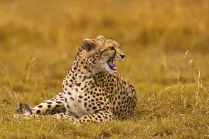Cheetah (Acinonyx jubatus), hissing