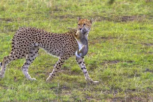 Cheetah (Acinonyx jubatus) with hunting prey