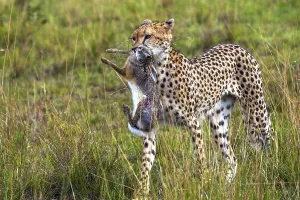 Cheetah (Acinonyx jubatus) with hunting prey