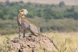 Cheetah (Acinonyx jubatus) Kenya