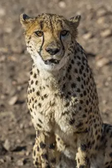 Cheetah (Acinonyx jubatus), Khomas Region, Namibia