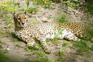 Cheetah (Acinonyx jubatus) lying ion the ground