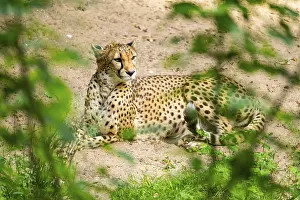 Cheetah (Acinonyx jubatus) lying ion the ground