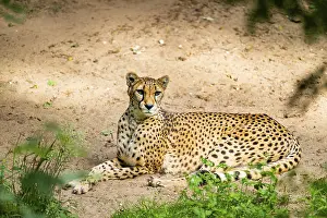 Cheetah (Acinonyx jubatus) lying ion the ground