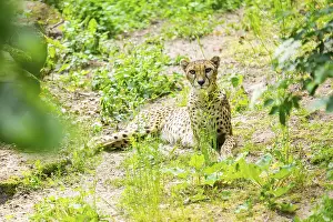 Cheetah (Acinonyx jubatus) lying ion the ground