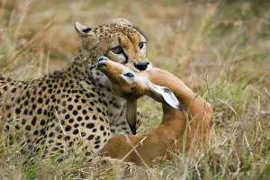 Cheetah (Acinonyx jubatus), male