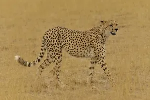 Cheetah (Acinonyx jubatus), male