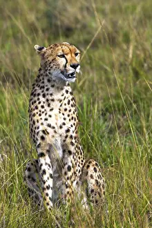 Cheetah (Acinonyx jubatus), Masai Mara National Park