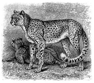 Cheetah (Acinonyx jubatus), a predator mainly distributed in Africa