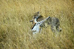 Cheetah (Acinonyx jubatus) with prey