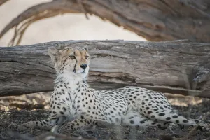 Cheetah (Acinonyx jubatus) resting in the shade of a tree