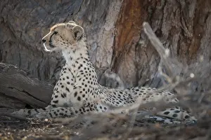 Cheetah (Acinonyx jubatus) resting in the shade of a tree