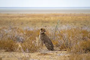 Cheetah (Acinonyx jubatus) sits in dry savanna