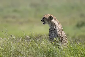 Cheetah (Acinonyx jubatus), sitting in the grass