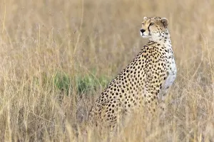 Cheetah (Acinonyx jubatus), sitting in withered grass
