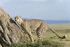 Cheetah (Acinonyx jubatus) sniffing at a tree