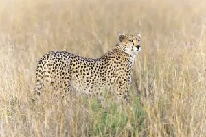 Cheetah (Acinonyx jubatus), standing in withered grass