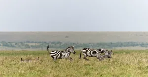 Cheetah (Acinonyx jubatus) trying to hunt a young zebra