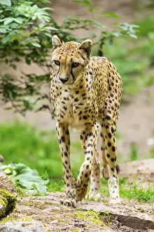 Cheetah (Acinonyx jubatus) walking around on the ground