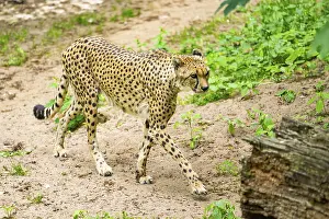 Cheetah (Acinonyx jubatus) walking around on the ground