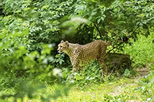 Cheetah (Acinonyx jubatus) walking around on the ground
