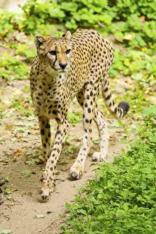Cheetah (Acinonyx jubatus) walking around on the ground