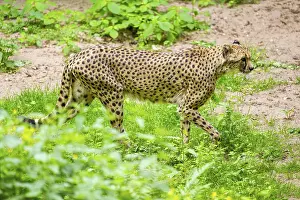 Cheetah (Acinonyx jubatus) walking around on the ground