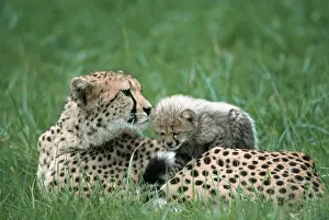Cheetah (Acinonyx jubatus) with young