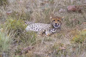 Cheetah (Acinonyx jubatus), young in the grass