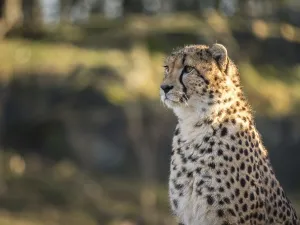 Cheetah, Acinonyx jubatus, in a zoo
