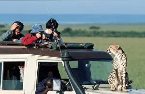 Cheetah on car with tourists, Massai Mara Game Reserve