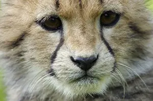 Cheetah, cub (Acinonyx jubatus)