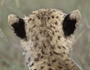 Cheetah cub (Acinonyx jubatus)