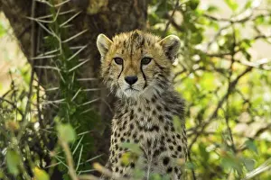 Cheetah cub, Serengeti, Tanzania
