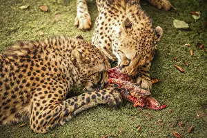 Cheetah feasting on a piece of fresh meat
