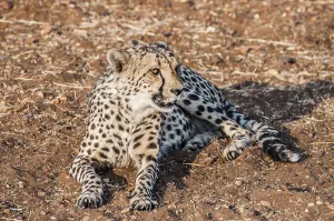 A Cheetah lying on the ground in the bush veld of Namibia completely visible