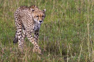 Cheetah (Panthera pardus), Masai Mara, Kenyaa