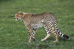 Cheetah (Panthera pardus), South Africa