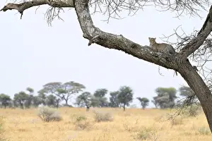 Cheetah resting on a tree, overlooking the African savannah landscape