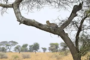 Cheetah on a tree branch, set against the African savannah backdrop