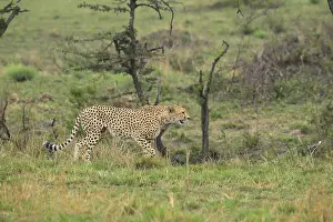A cheetah walks through lush greenery in a savanna